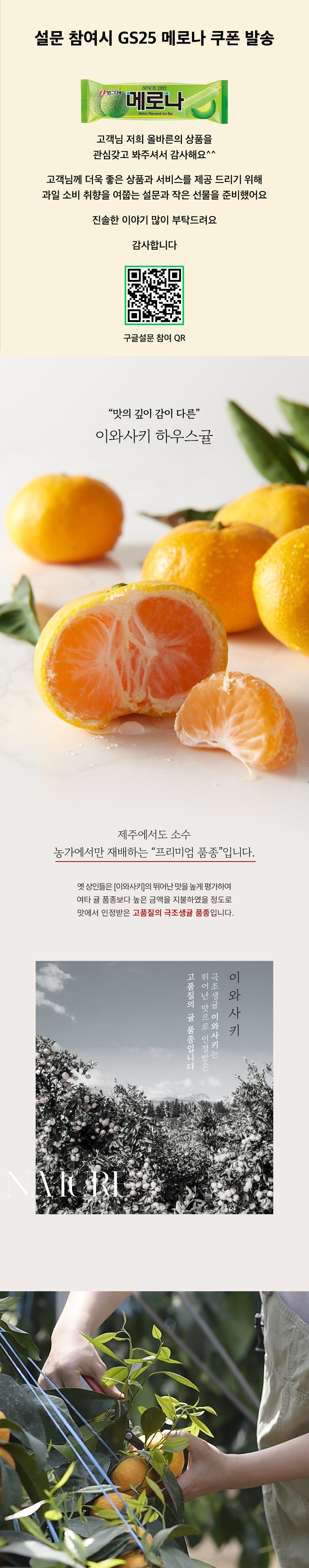 가장 맛있는 귤 품종! 이와사키 하우스귤! 상세