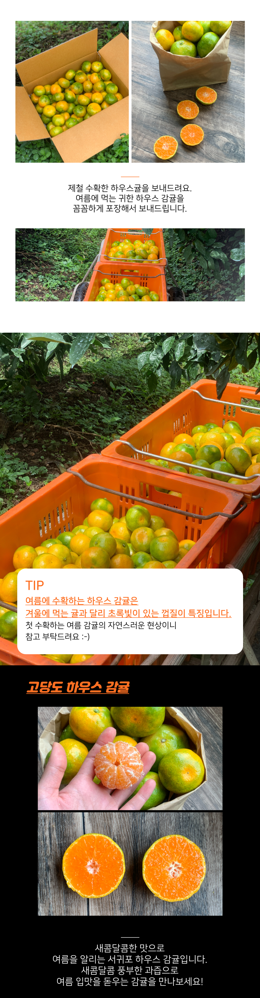 제주 하우스 감귤 하우스귤 고당도 산지직송
