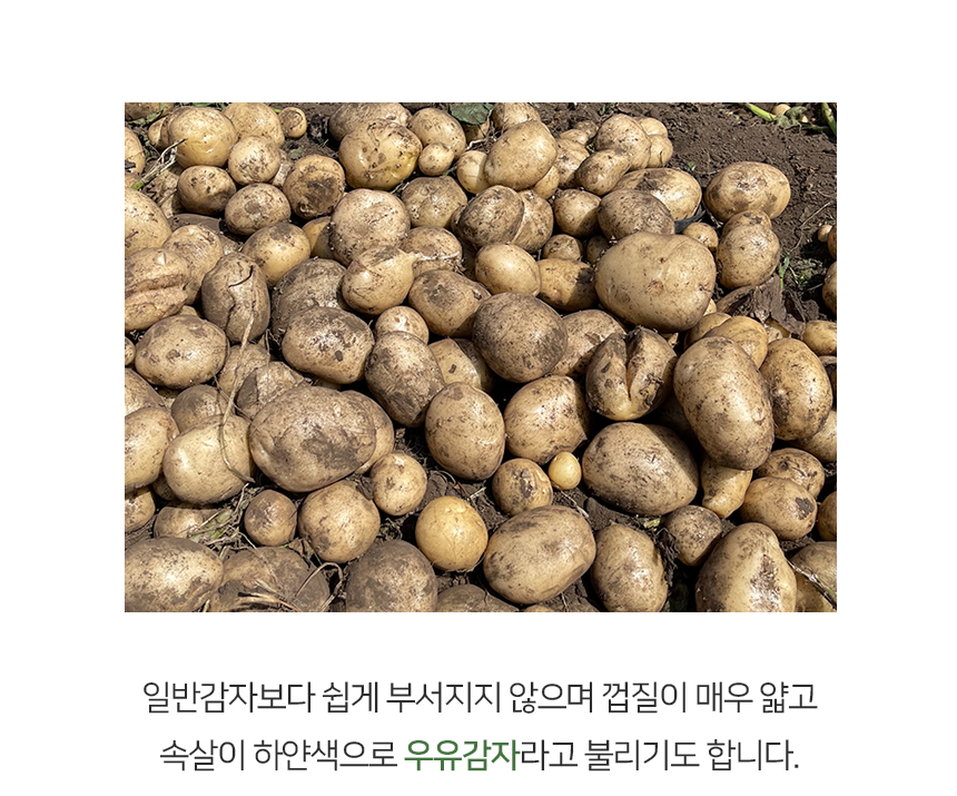 제주 오가닉스 산지직송 유기농 감자 대지마 알감자