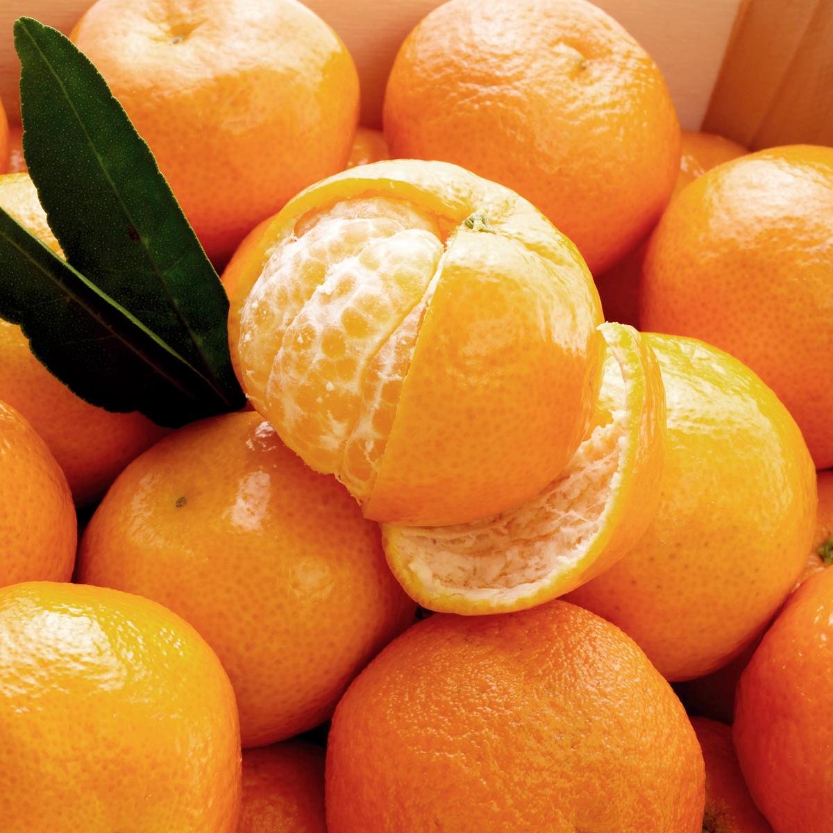 <현가원>하례마을 노지감귤 3KG/5KG/10KG