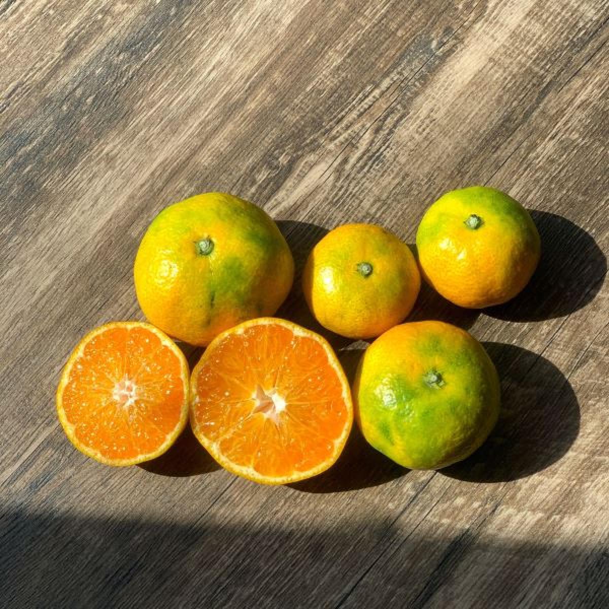 새콤달콤~ 제주노지 조생 감귤 혼합과 서귀포 유진팡