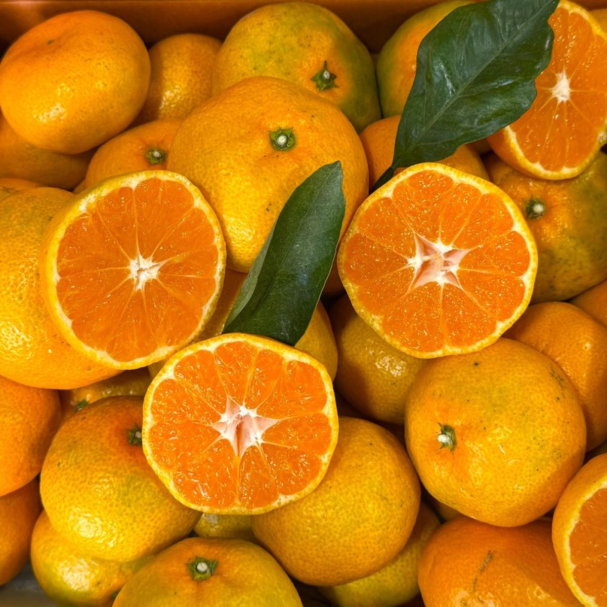 새콤달콤~ 제주노지 조생 감귤 혼합과 서귀포 유진팡