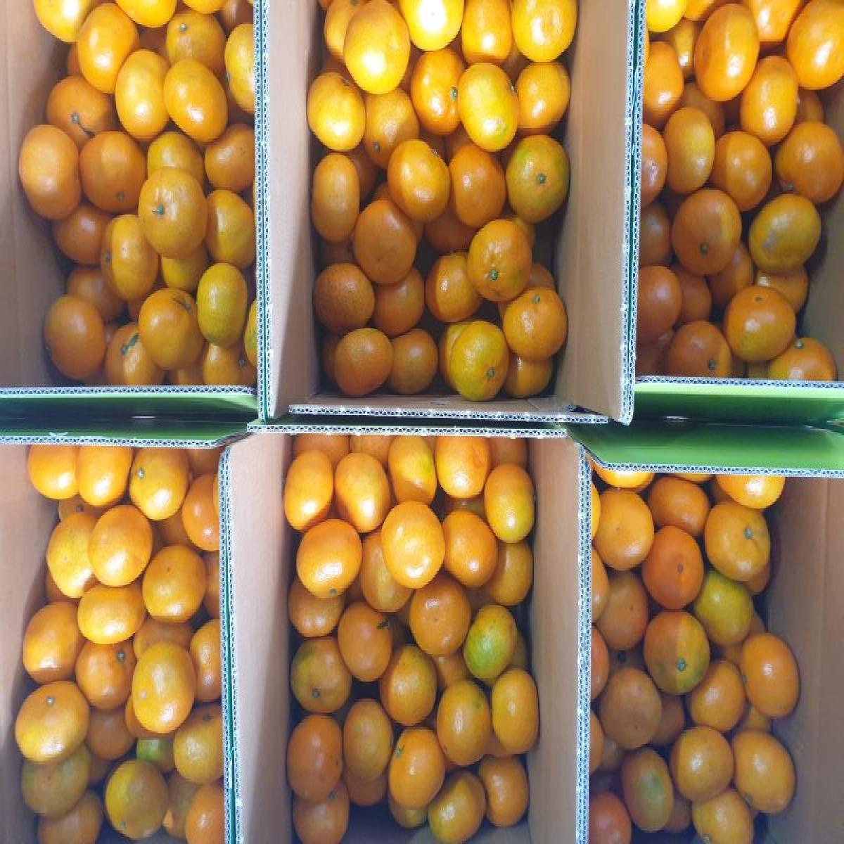 최남단농장 가뫼물 노지귤 5kg 10kg