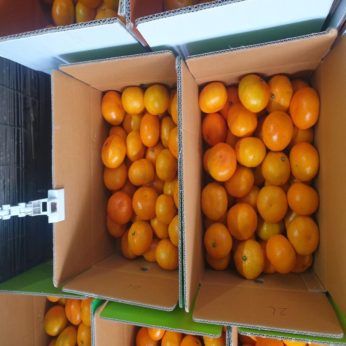 최남단농장 가뫼물 노지귤 5kg 10kg