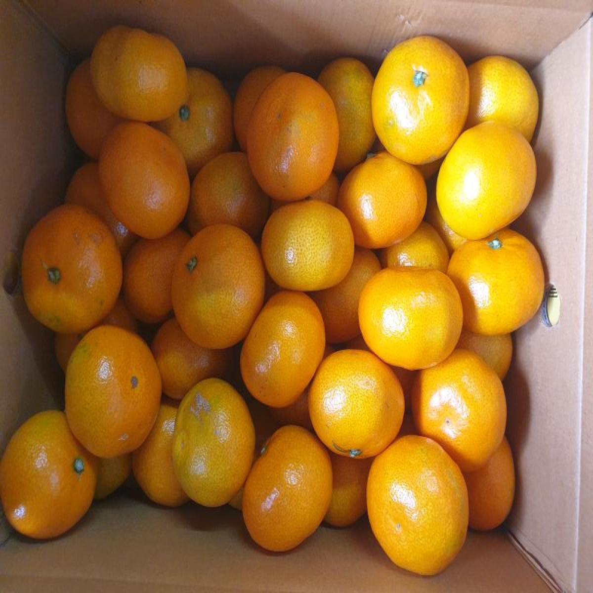 최남단농장 가뫼물 노지귤 5kg 10kg