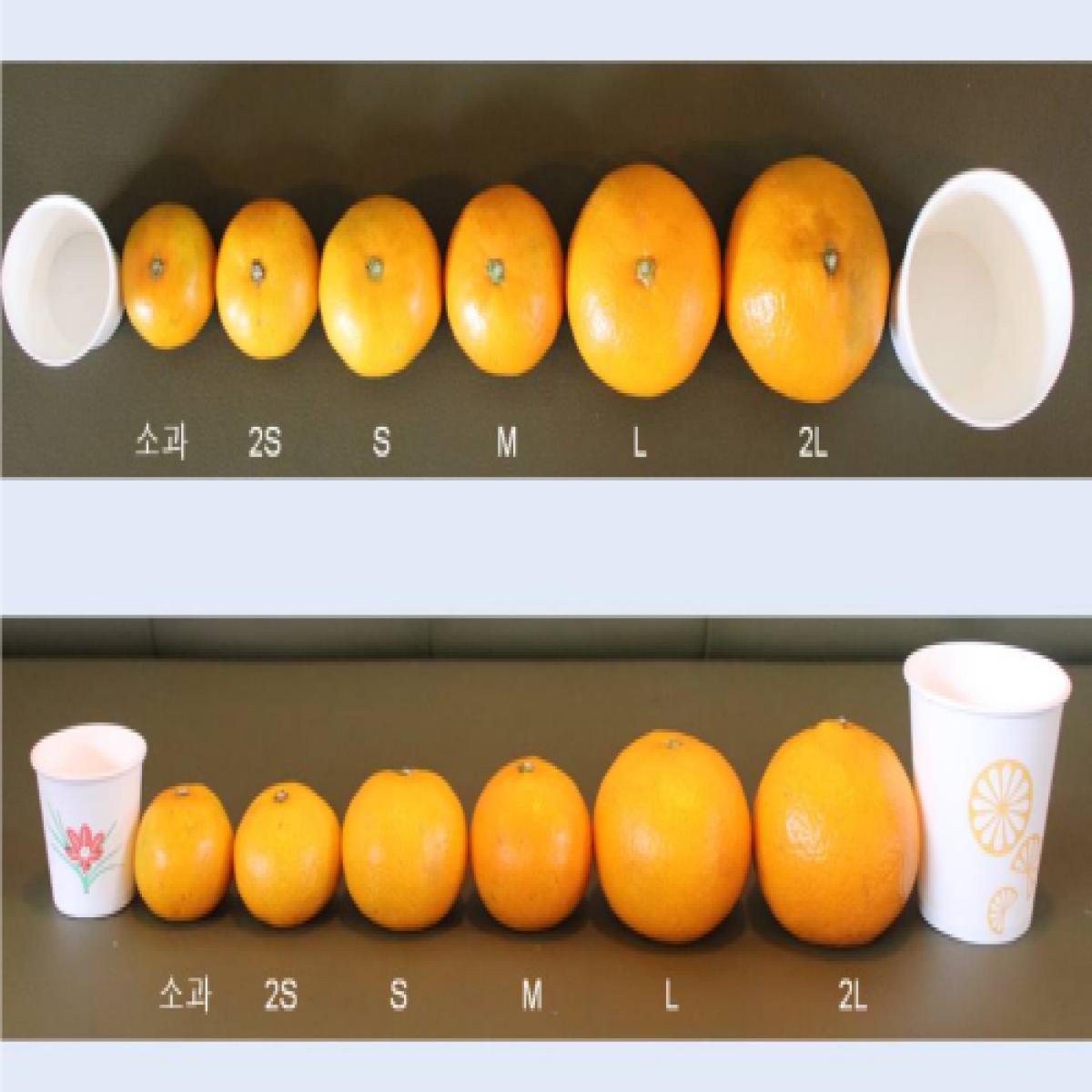 최남단농장 가뫼물 노지귤 5kg 10kg