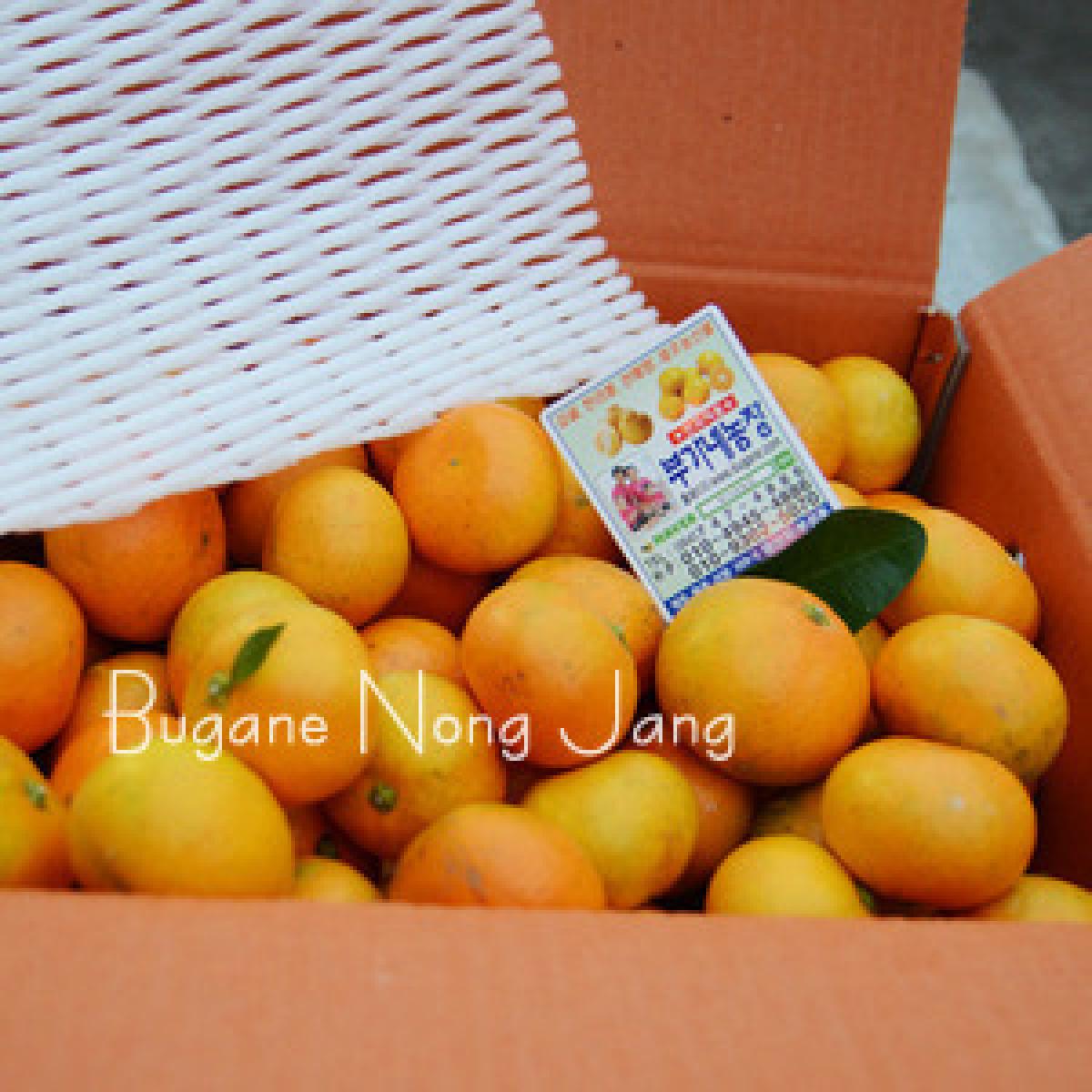 타이벡 감귤 [2S-L 랜덤]