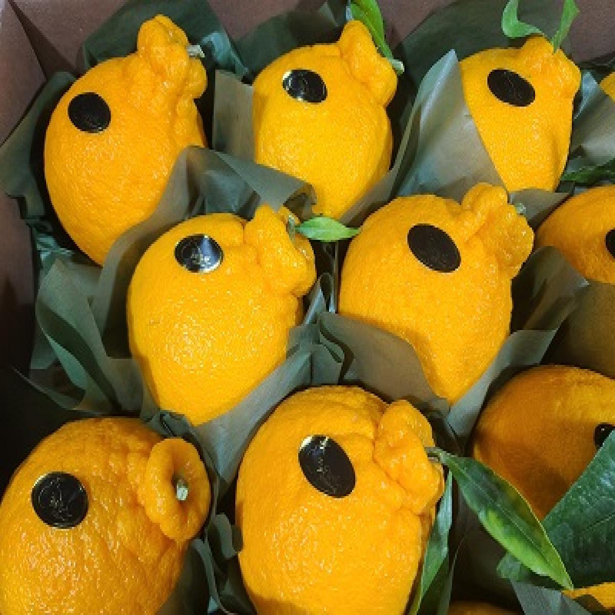 [황금원]강력추천!!진한 단맛이일품인 프리미엄 한라봉