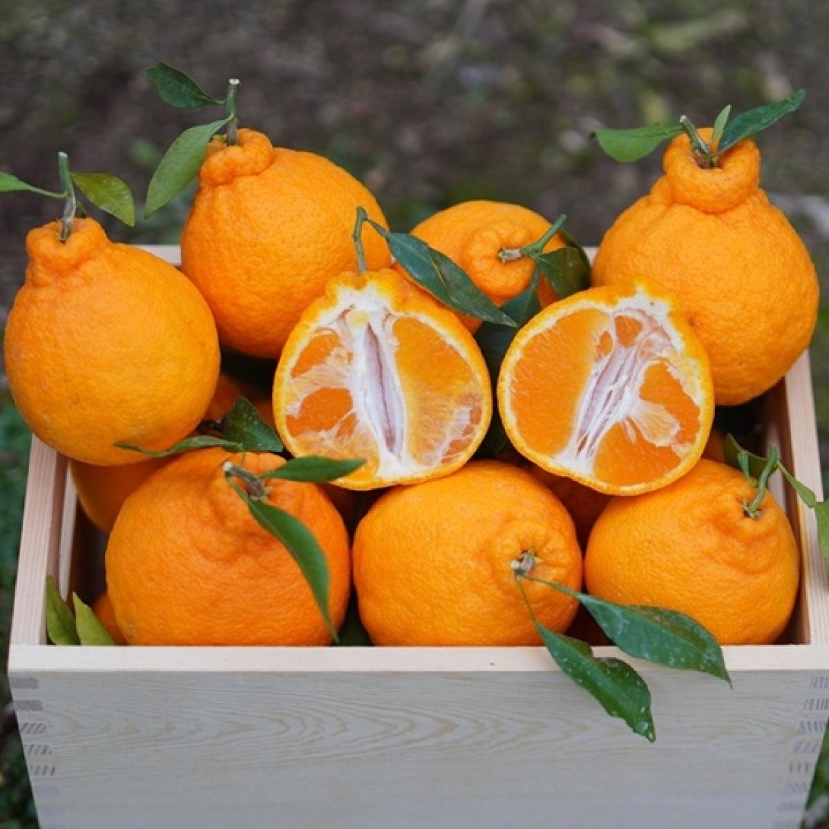 제주 과즙팡팡 한라봉 2,3,5,10kg [혼합/선물]