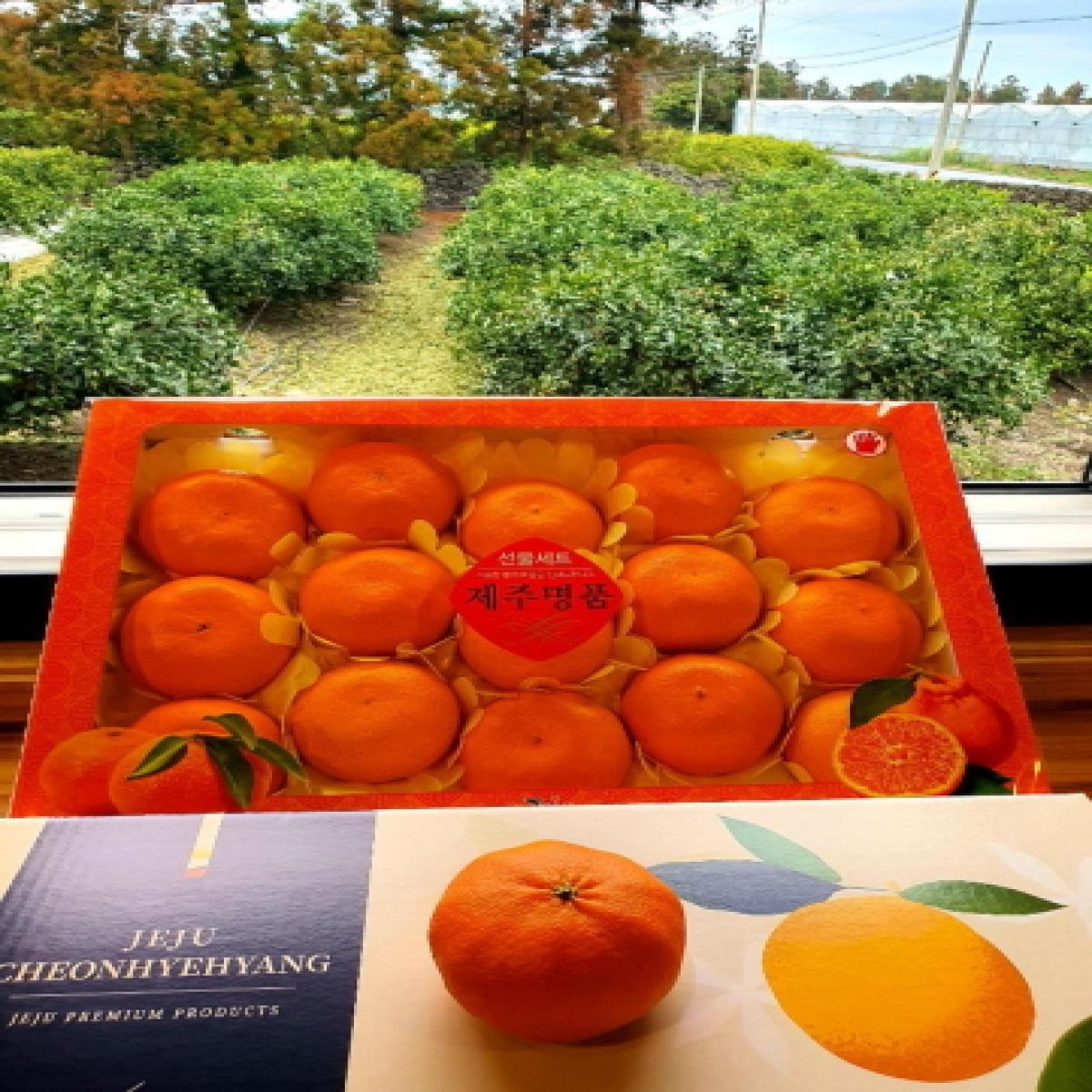 [드림농원] 천혜향