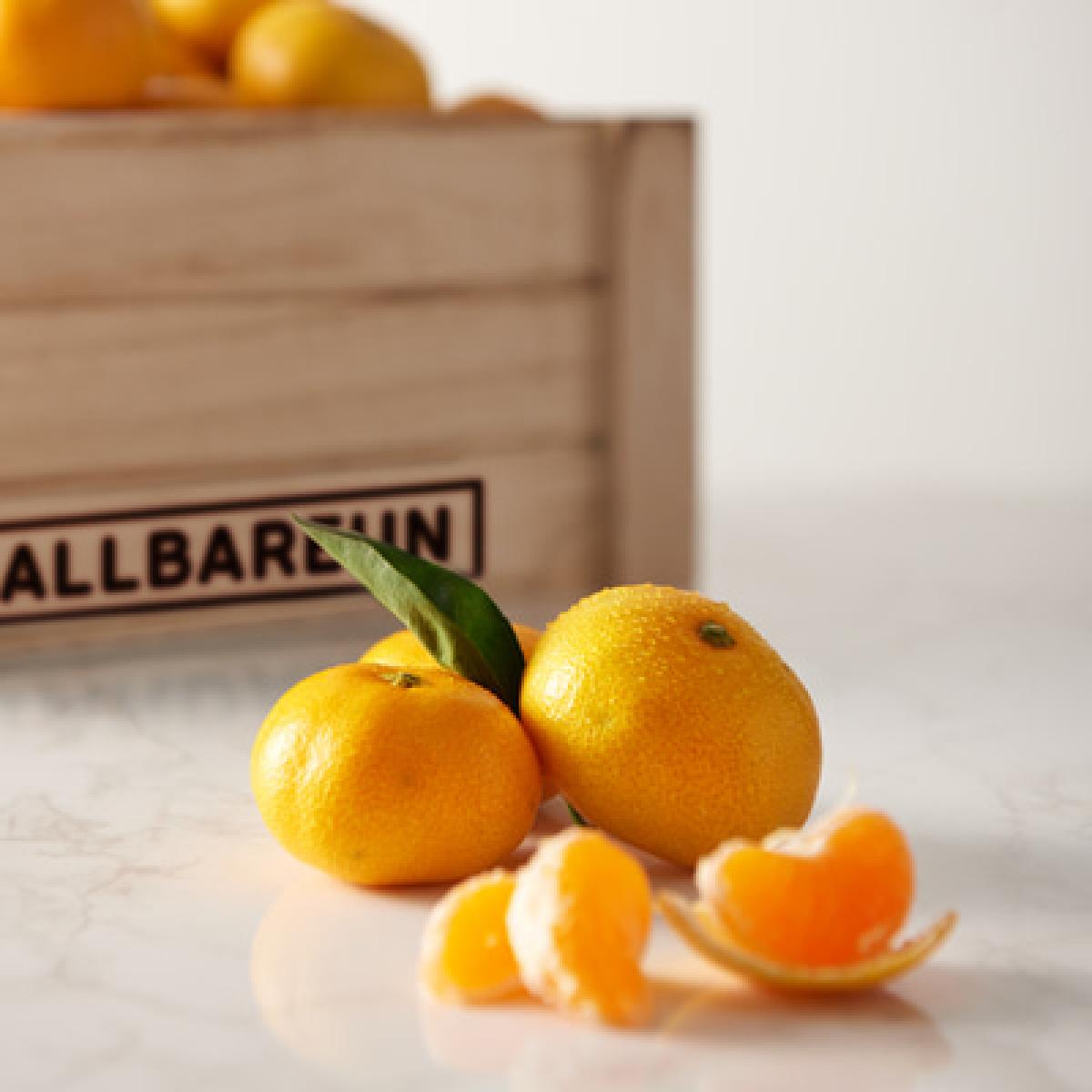 아삭한 식감 올바른 이와사키 노지귤 3kg/5kg