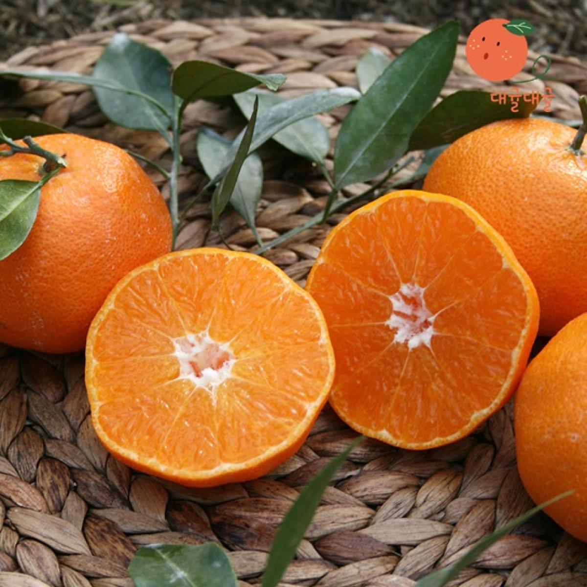 [대귤대귤] 프리미엄 레드향 선물세트