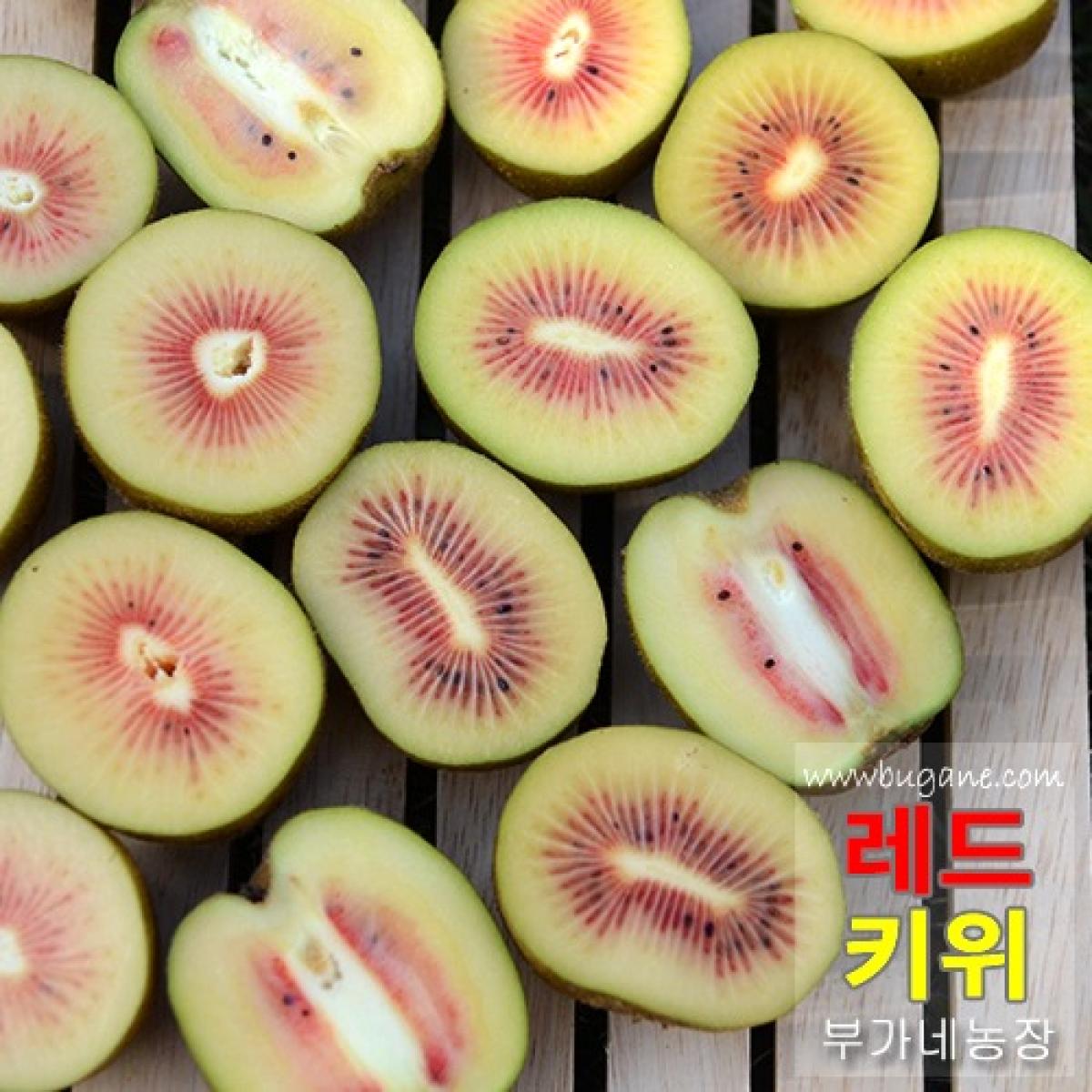 제주 레드키위
