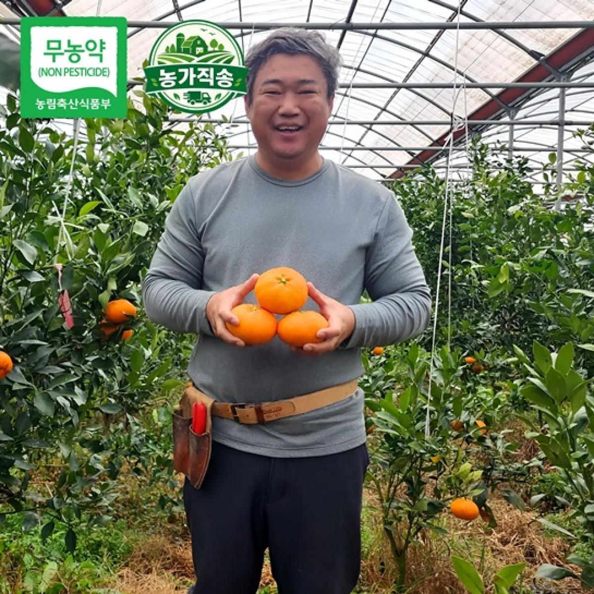 제주 무농약 못난이 레드향 가정용 2.5kg·4.5kg