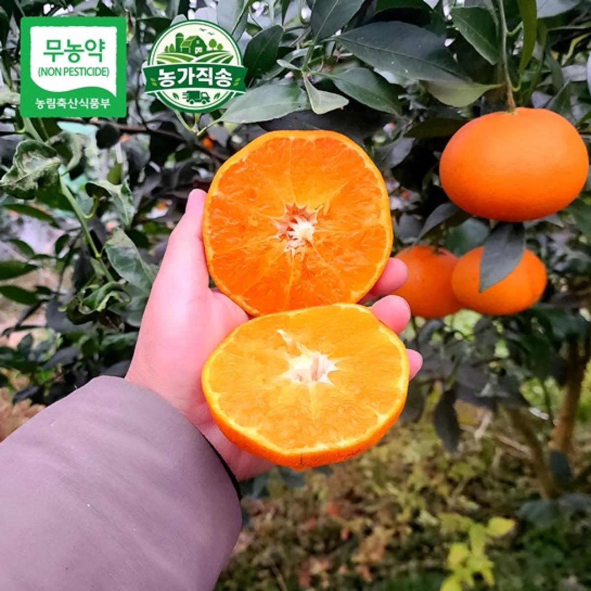 제주 무농약 못난이 레드향 가정용 2.5kg·4.5kg