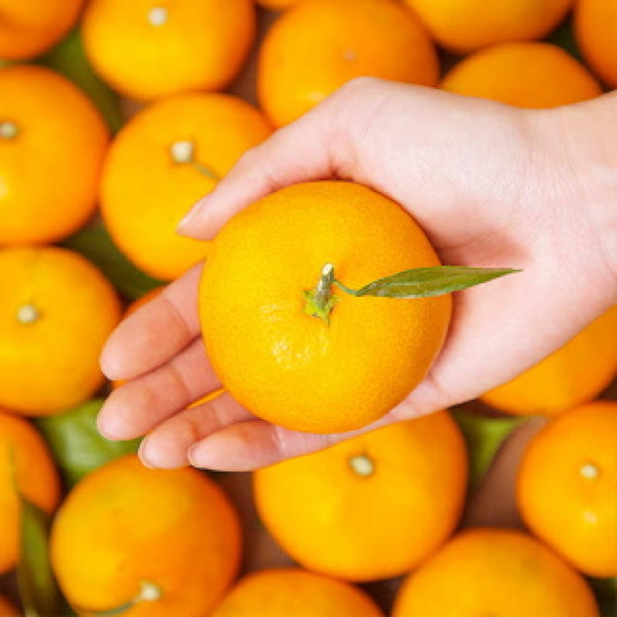 <현가원>하례마을 노지감귤 7KG/10KG