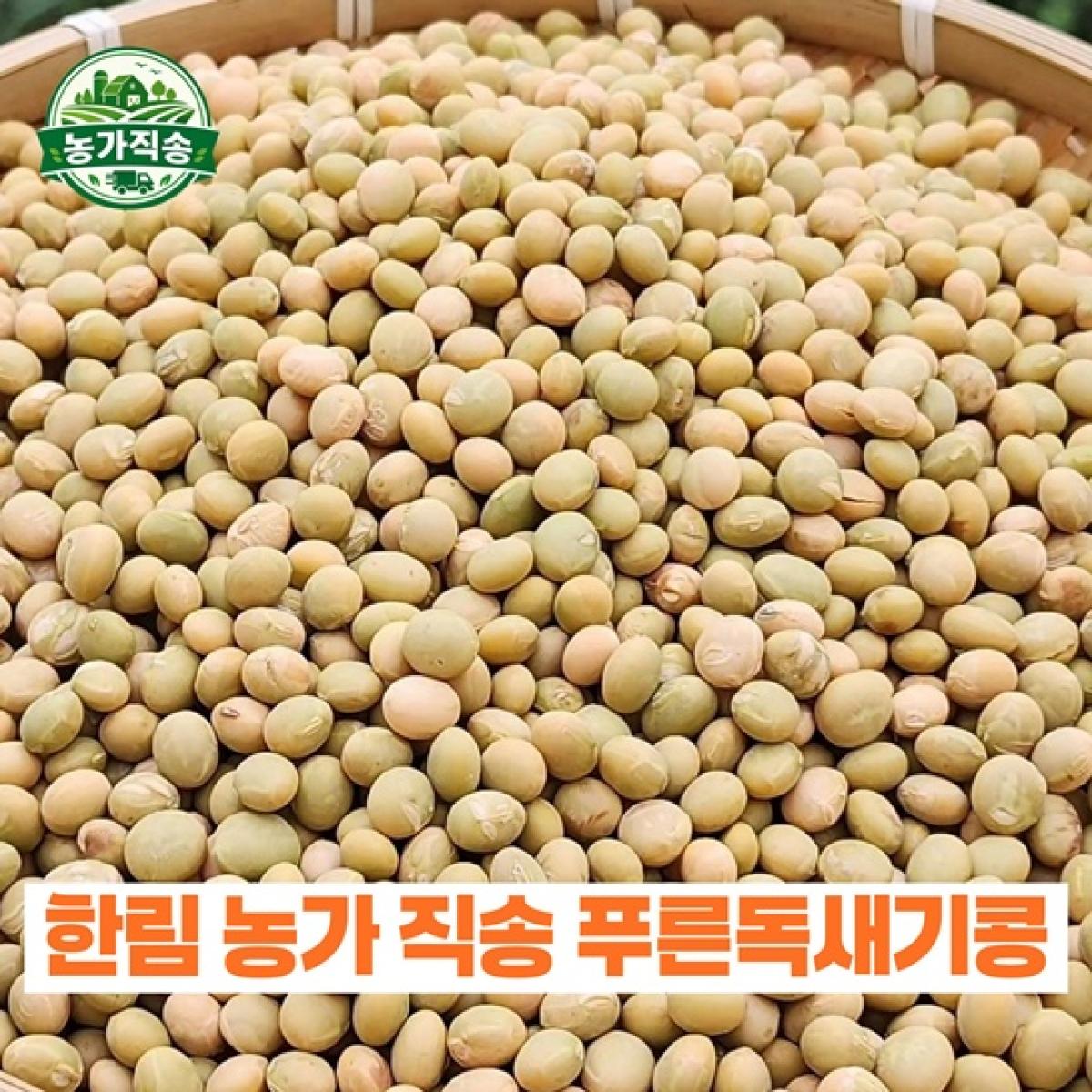 제주산 푸른 독새기콩 농가직송 (제주 토종콩)