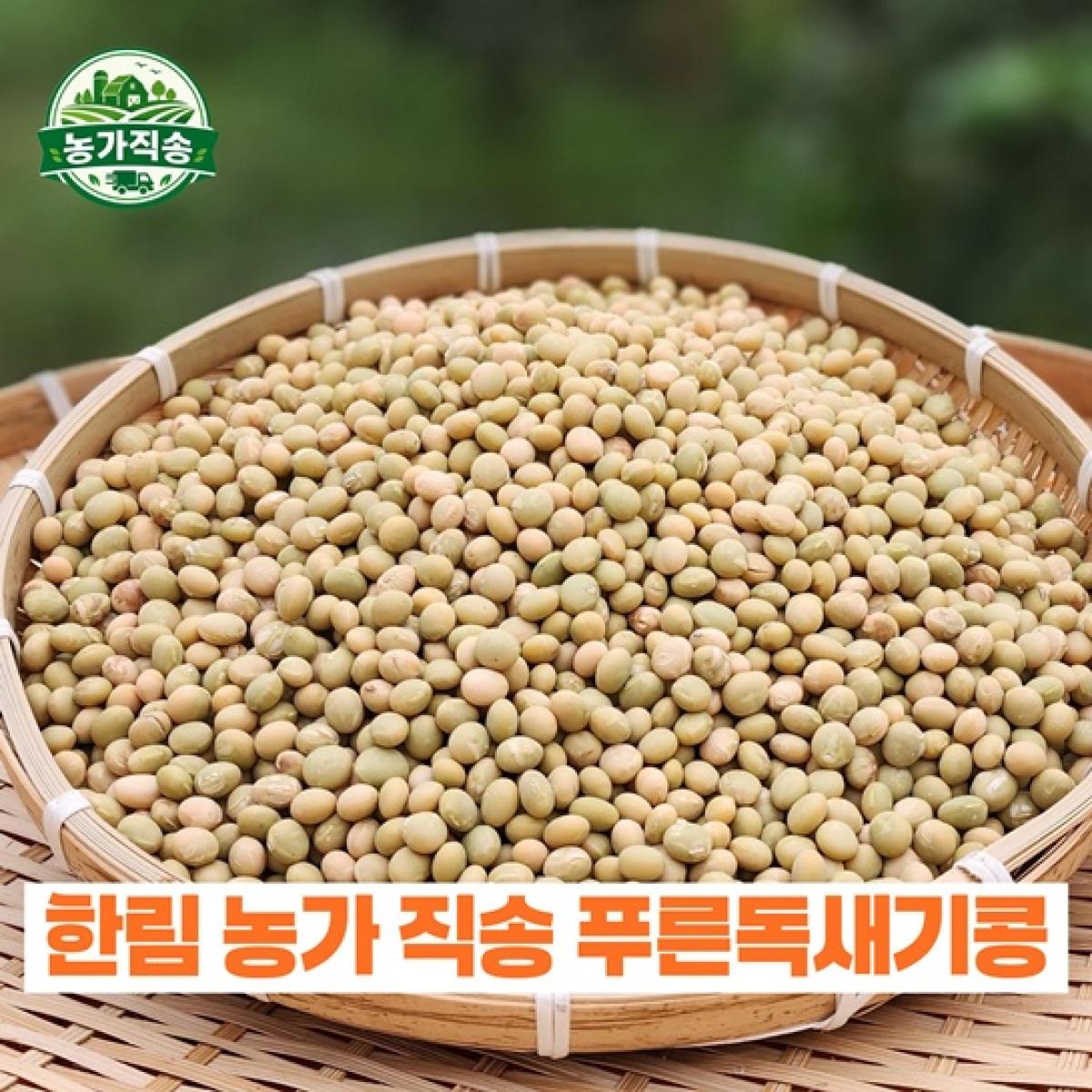 제주산 푸른 독새기콩 농가직송 (제주 토종콩)