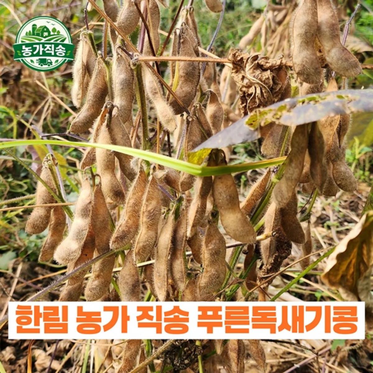 제주산 푸른 독새기콩 농가직송 (제주 토종콩)