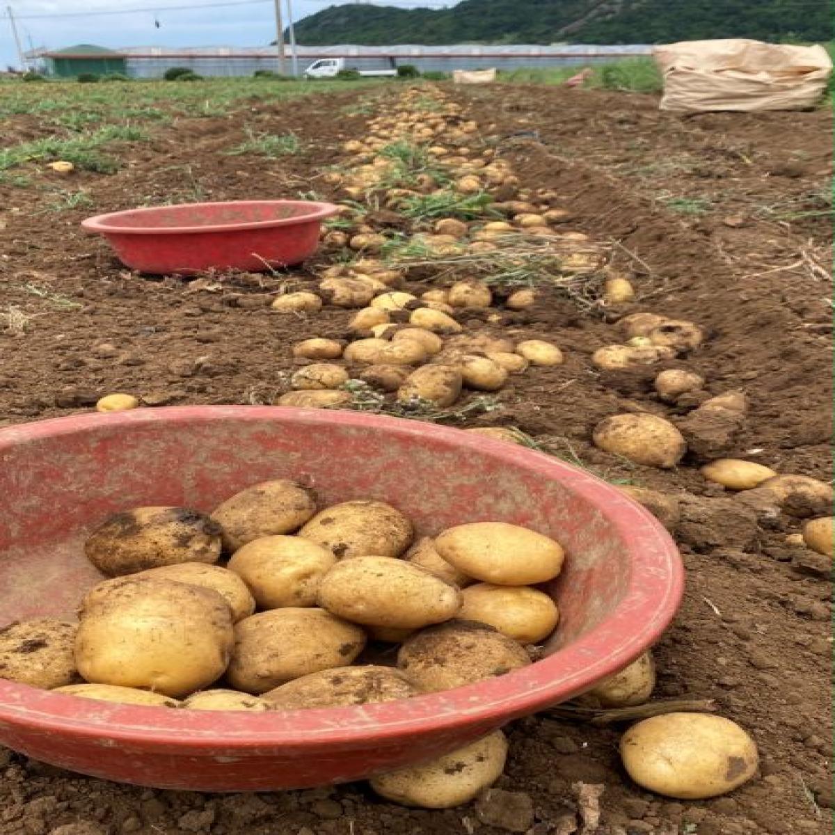제주 포슬 한입 감자★