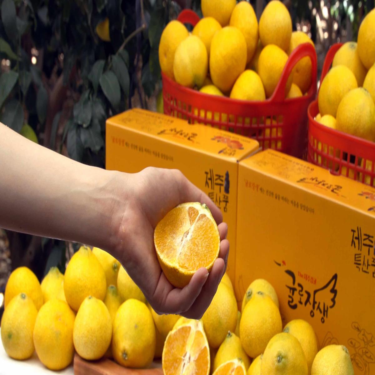 [제주농협] 제주 황금향★