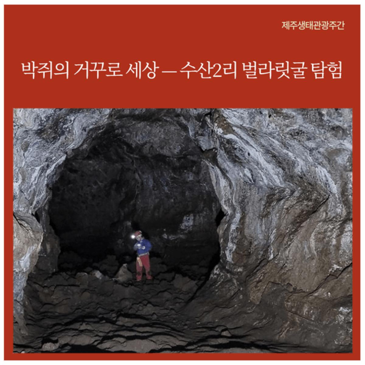 [제주생태관광협회] 박쥐의 거꾸로 세상 — 수산2리 벌