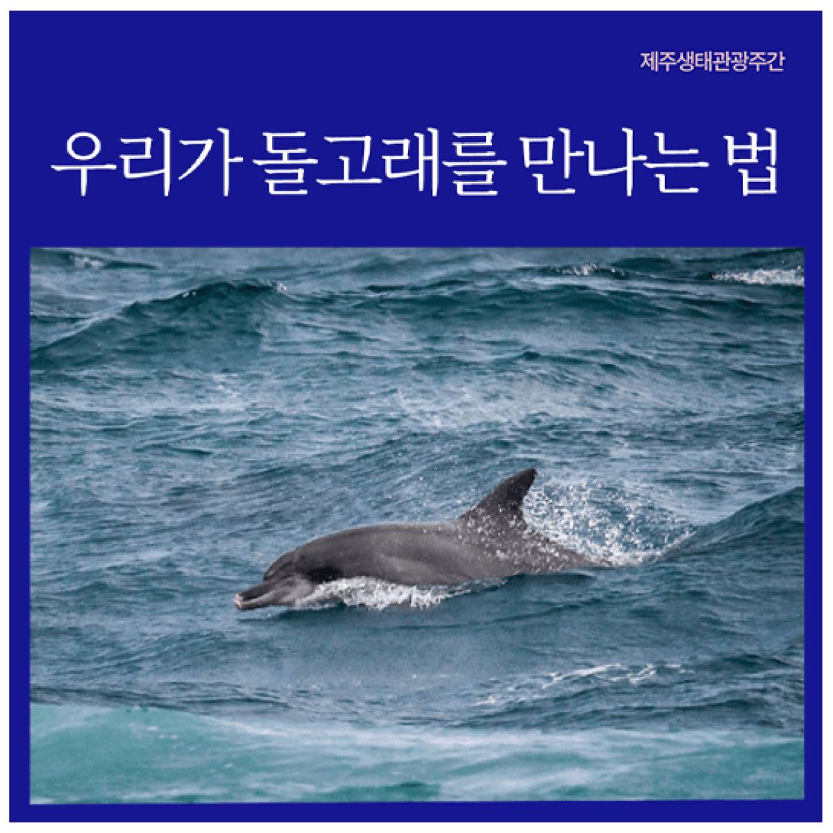 [제주생태관광협회] 우리가 돌고래를 만나는 법