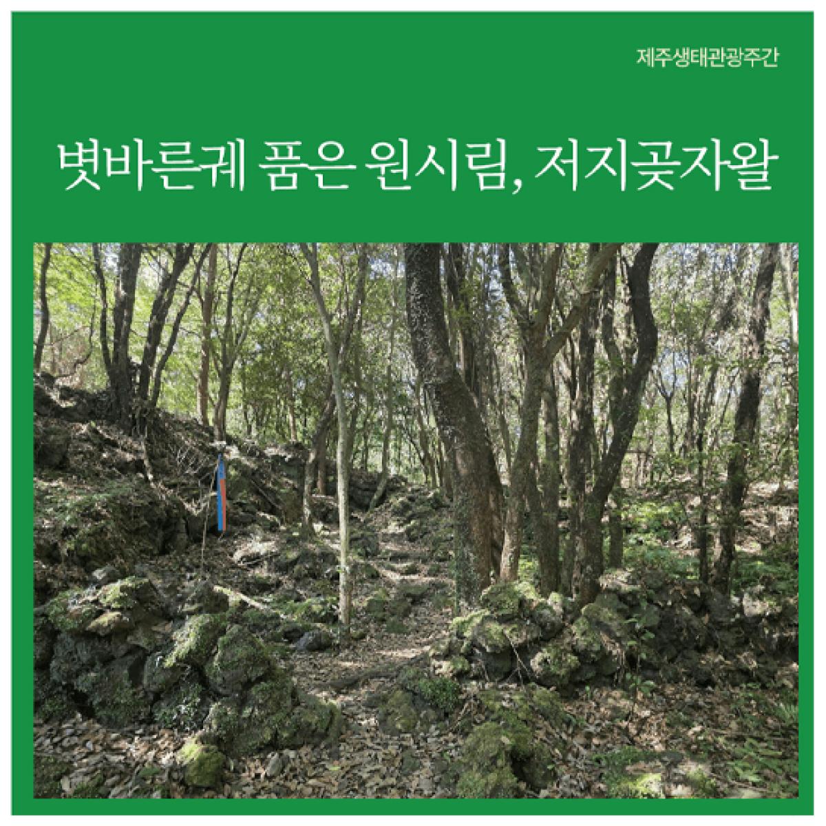 [제주생태관광협회] 볏바른궤 품은 원시림, 저지곶자왈
