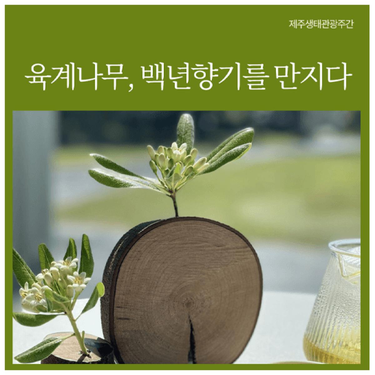 [제주생태관광협회] 육계나무, 백년향기를 만지다