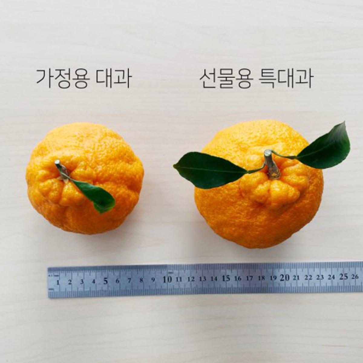 고당도 한라봉(2/3/5kg)