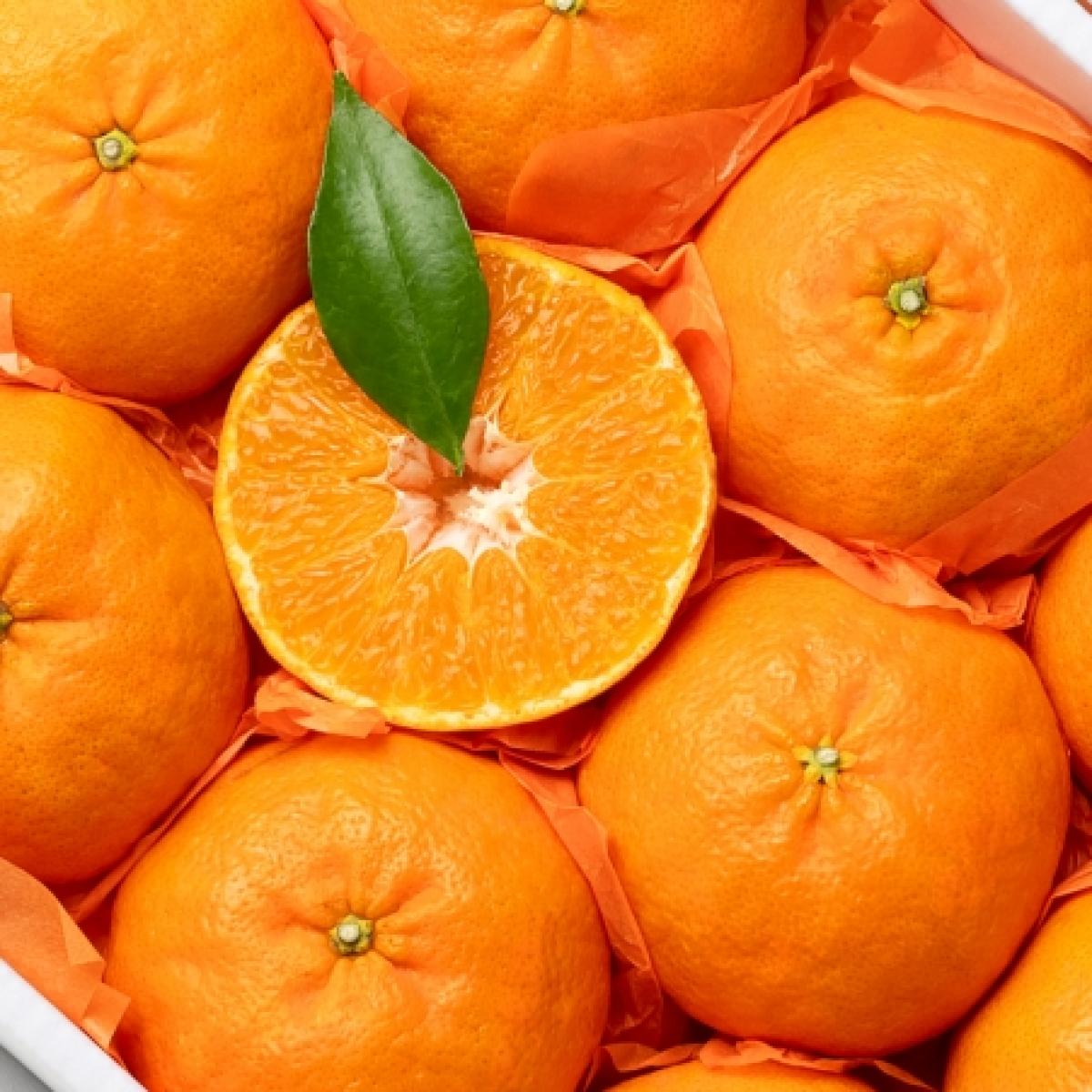 <현가원>레드향 선물용 2kg/3kg/5kg