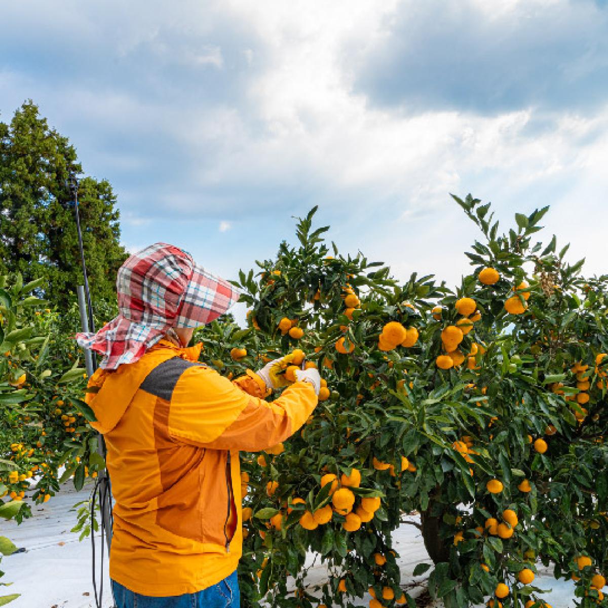 [로드제주]타이벡 감귤(14브릭스 보장 고당도)