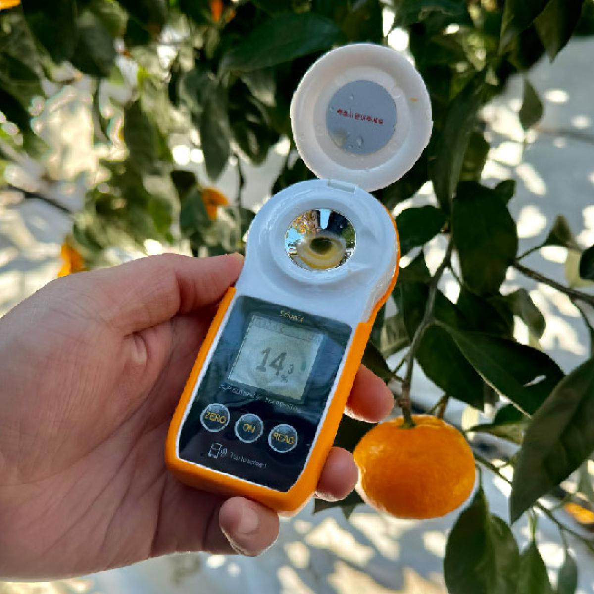 [로드제주]타이벡 감귤(14브릭스 보장 고당도)