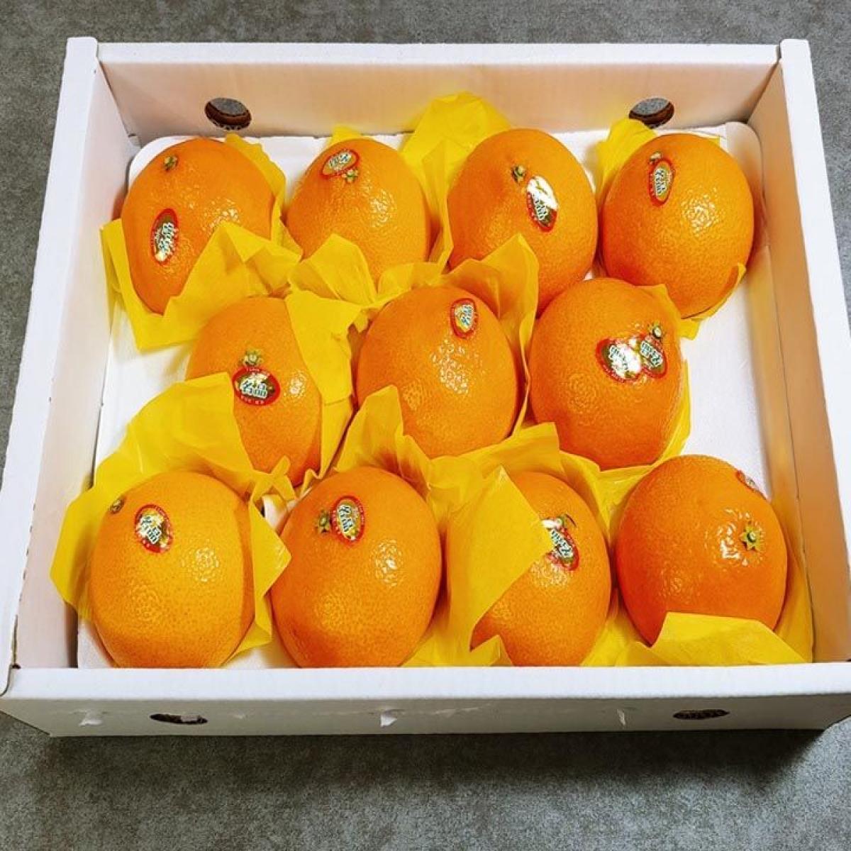 🧡신선🧡 과즙팡팡 고당도 황금향3kg ,5kg