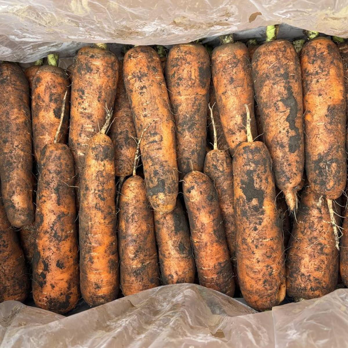 제주 구좌 향긋한 흙 당근 2kg 3kg 5kg