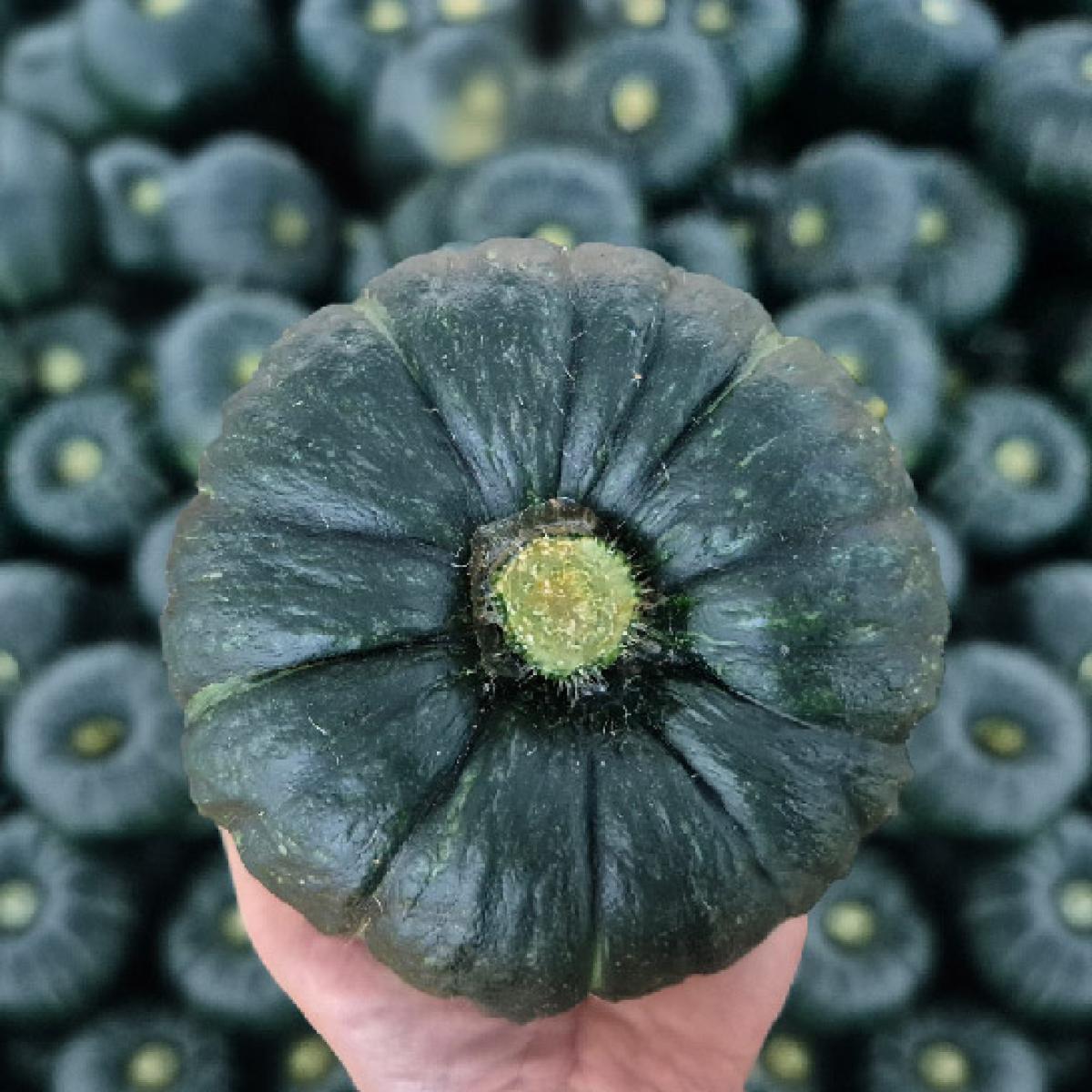[로드제주] 제주 미니 밤단호박 3/5/10kg