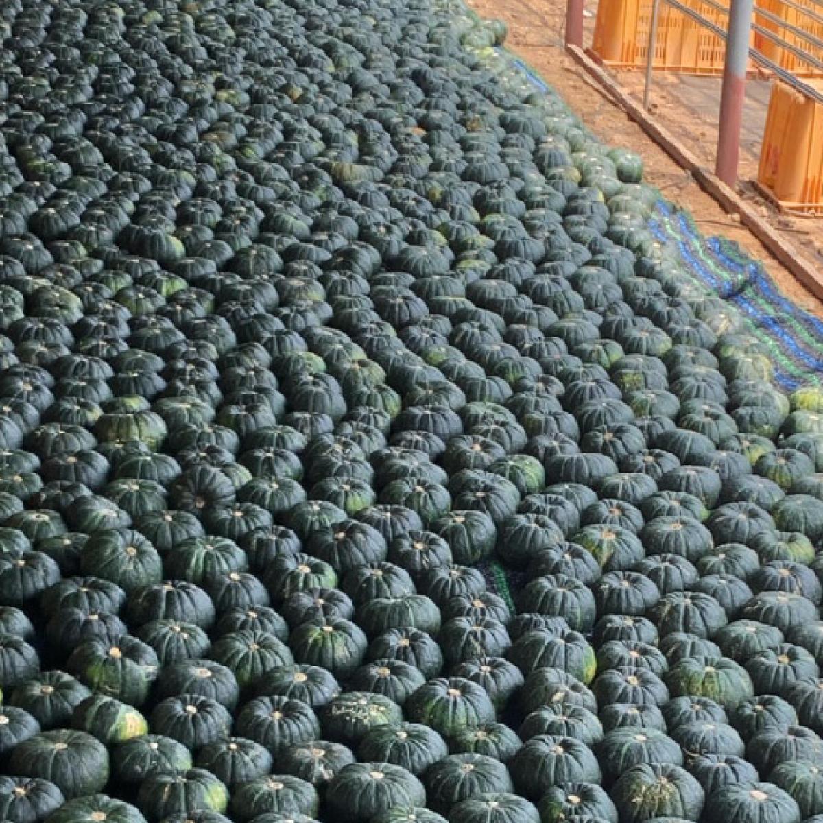 [로드제주] 제주 미니 밤단호박 3/5/10kg