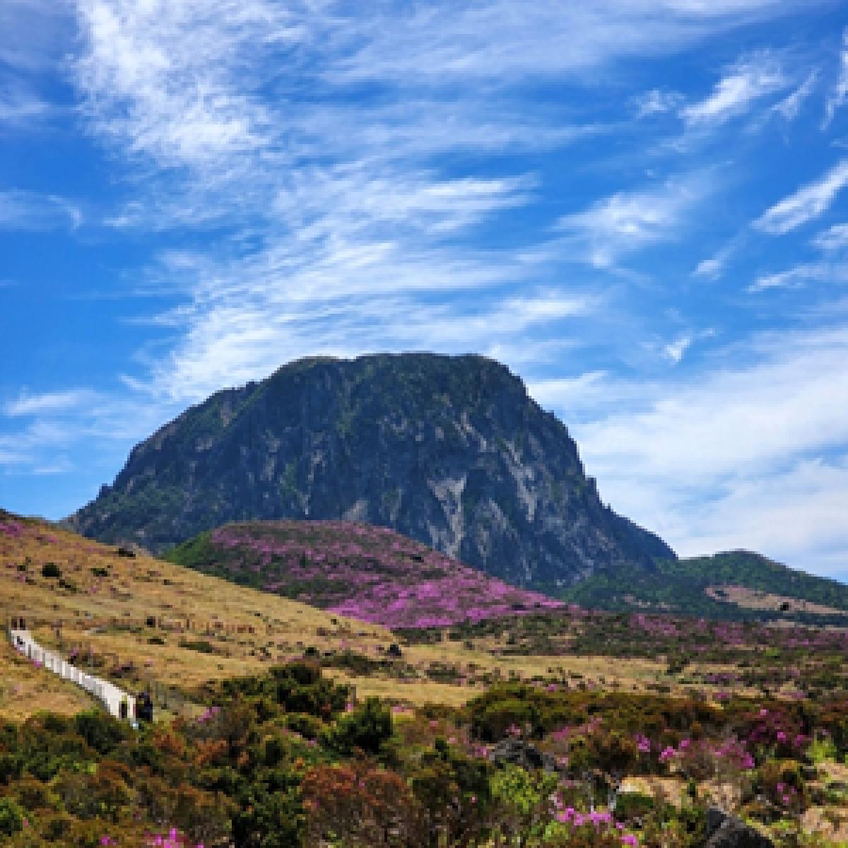 팔팔아가위진액 100mlx60포