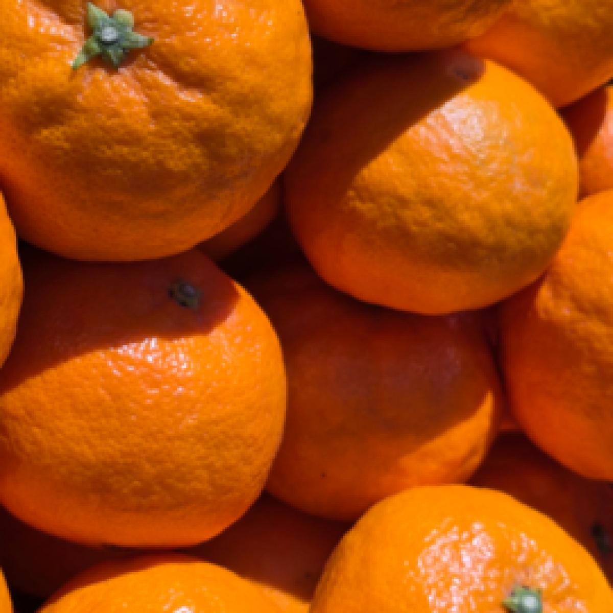 제주 수라향 아스미 설국향 3kg 5kg 10kg 산지