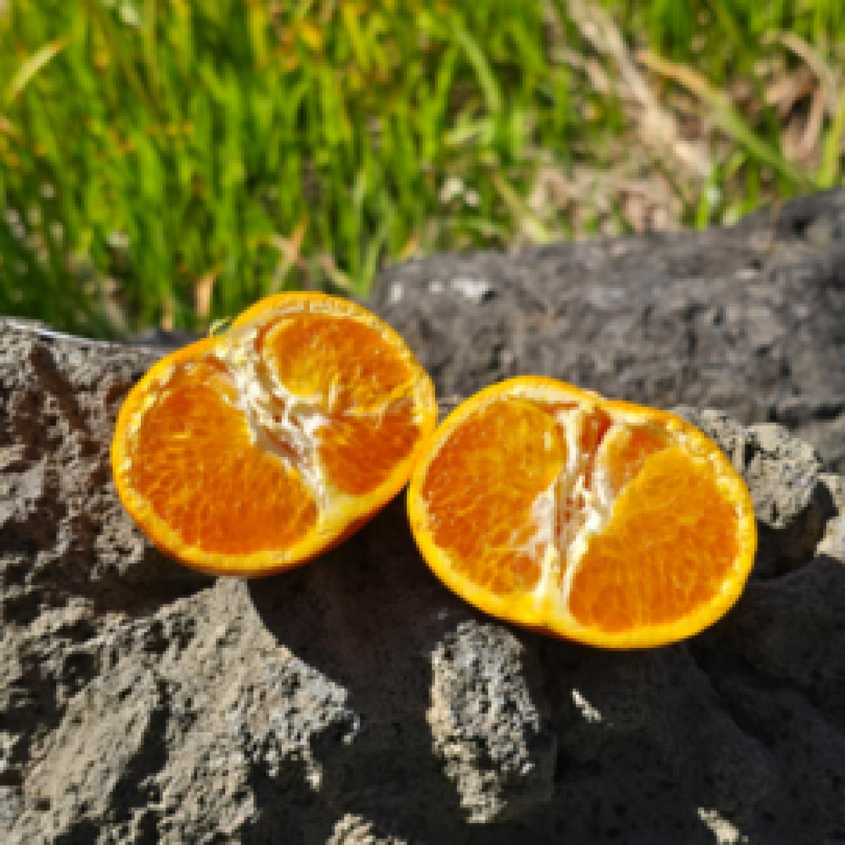 제주 수라향 아스미 설국향 3kg 5kg 10kg 산지