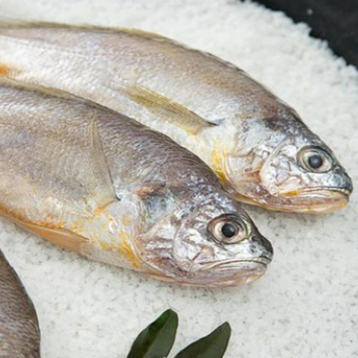 한올레 참굴비 20마리(80~100g/마리)